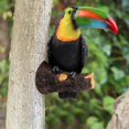 thumbnail image 2 of Toucan Model Home Garden Decoration Bookcase Patio Hanging Kids 1, 2 of 8