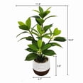 thumbnail image 2 of Lerman Decor's plant in cement pot, 2 of 4