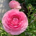 thumbnail image 1 of GSDWIUEW Ranunculus Bare Roots for Planting Canada, Perennial Flower Ranunculus, Easy to Grow, Ranunculus Bare Roots for Spring and Autumn Planting Home Garden Indoor and Outdoor(Pink,20 Pack), 1 of 6