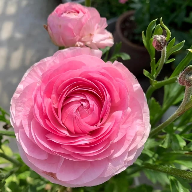 GSDWIUEW Ranunculus Bare Roots for Planting Canada, Perennial Flower Ranunculus, Easy to Grow, Ranunculus Bare Roots for Spring and Autumn Planting Home Garden Indoor and Outdoor(Pink,20 Pack)