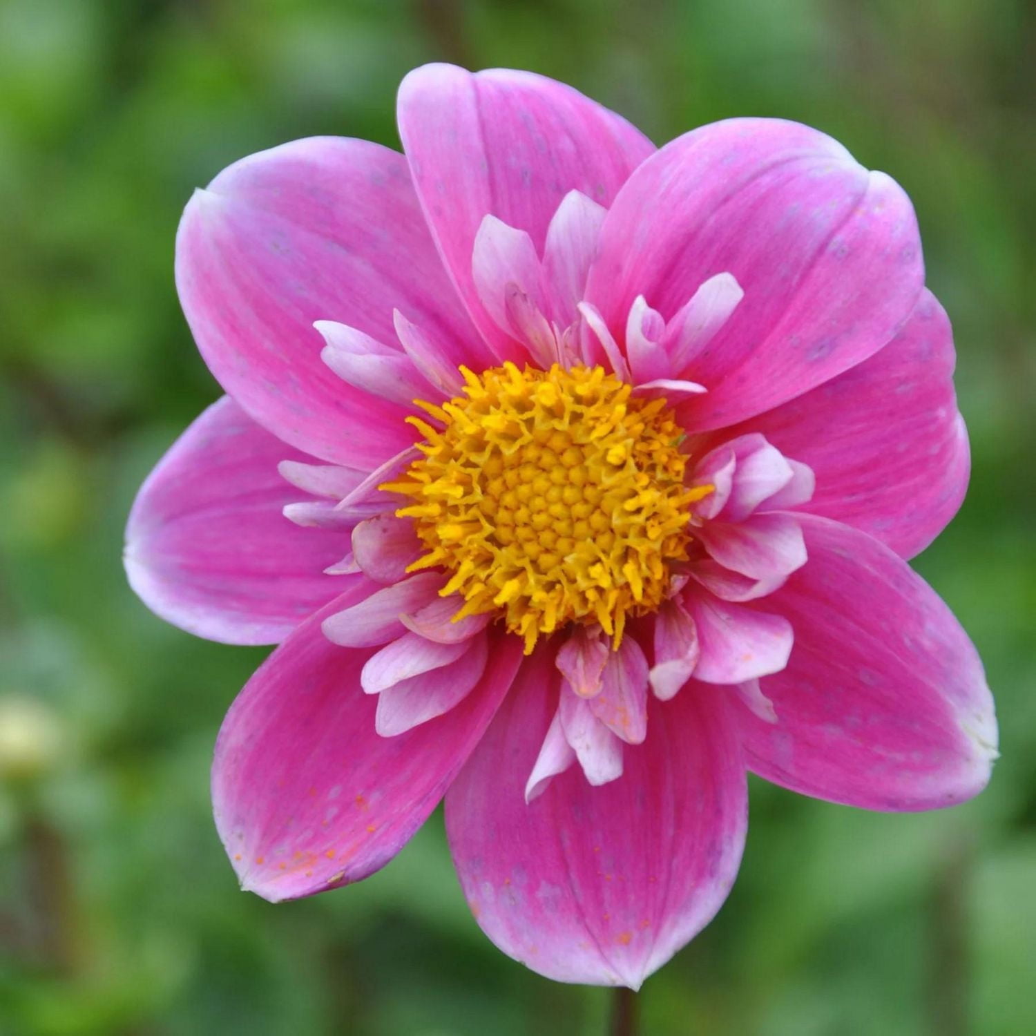 Dahlia Hartenaas