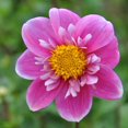 thumbnail image 1 of Dahlia Hartenaas, 1 of 1