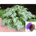 thumbnail image 1 of 25 Graines de CARDOON Cynara Cardunculus Alias Artichaut Chardon Vivaces Comestibles, 1 of 1