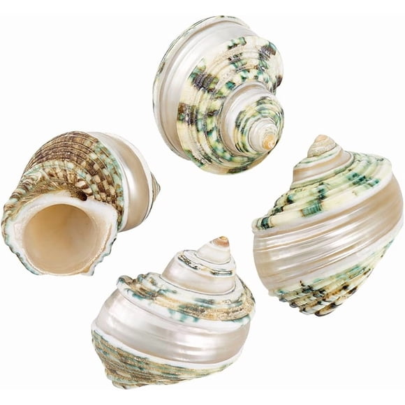 4 Pcs Coquilles d'Ermite et de Crabe 2,1-2,3 Po Coquilles de Mer Naturelles Grandes Turbo Coquillages Ouverture 1-1,1 Po Coquille de Crabe pour Poisson Décoration de Fête sur la Plage Fabrication d'Artisanat