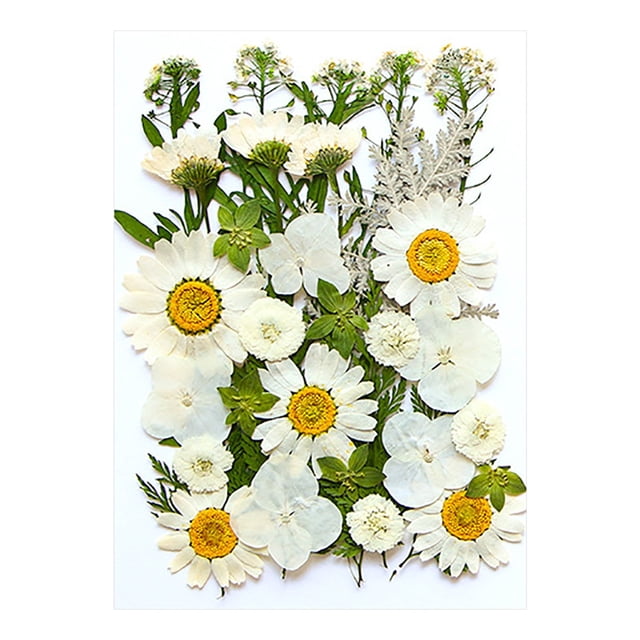 XYAIYT Dried Embossed Flowers for Resin Kit Natural Crafting Material for Candles,Jewelry,Scrapbooking,DIY Home Decor,Ideal for Gift Making Creative Projects