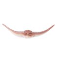 thumbnail image 1 of Marine Animal Model, Marine Animal Figurine, Non- Exquisite Workmanship For Kids Children PL127-1525, 1 of 8
