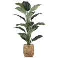 thumbnail image 1 of Bouclair Grand Ficus Naturel en Pot de Rotin, 1 of 9