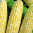 thumbnail image 2 of HJADGG Honey & Cream Bi-Color Sweet Corn Seeds-Hybrid-All Seeds, 2 of 4