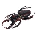 thumbnail image 1 of Dvkptbk Halloween Spider Children's Solid Simulation Insect Model Halloween Tricky Toy Spider Halloween Decorations on Clearance, 1 of 1
