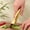 Gold 6C1, variant on ZZkhGO Stainless Steel Shredder Knife, Vegetable Cutter for Scallion Herbs, Sharp Non-slip Kitchen Tool for Slicing Chopping Food Prep