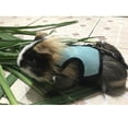 thumbnail image 2 of GROWTH TANK Pet Supplies Vest Harness & Leash For Hamster Rabbit Squirrel Guinea Pig Ferrets Blue L, 2 of 9