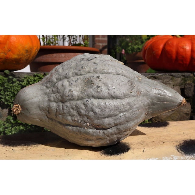 30 Graines de Courge Hubbard Bleue New England Buttercup Cucurbita Pepo. l'Image Montre une Grande Courge Hubbard Bleue en Forme de Goutte avec une Peau Bleu-Gris et une surface Texturée. Connue pour Sa Saveur Sucrée et Noisette et une Chair orange Dorée, Cette Courge d'Hiver Patrimoniale Peut Peser 15-30 Lb. Idéale pour les Soupes, la Pâtisserie et les Décorations Ornementales d'Automne. les Graines Conviennent à la Plantation à L'Extérieur après le Gel Ou à l