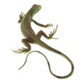 thumbnail image 2 of ziyahi Modèle Animal Simulation Jouets Éducatifs pour Enfants Lézard PL127-1334, 2 of 9