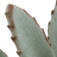 thumbnail image 3 of Bouclair Succulente Verte en Pot Céramique, 3 of 6