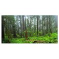 thumbnail image 2 of Hoh Rain Forest - Landscape Photography Canvas Art Print, 2 of 3