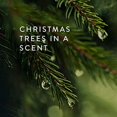 thumbnail image 2 of Thymes Frasier Fir Home Fragrance Mist 3 Oz, 2 of 6