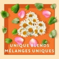 thumbnail image 2 of Tazo Calm Chamomile Herbal Tea, 2 of 8