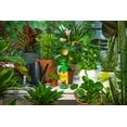 thumbnail image 4 of Miracle-Gro Indoor Plant Food 1-1-1   236mL, 4 of 6