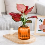 Self Watering Pot for Indoor Plants Clear Glass Planter Small Plant Pot with Saucer Reservoir Drainage Holes Bottom Watering Pot for African Violet Orchid Flowers Houseplant