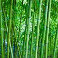 thumbnail image 2 of HJADGG 300+ Bamboo Seeds-Exotic Fast Growing Variety for Indoor/Outdoor Privacy Screen, Weather Resistant & Environmentally Friendly, 2 of 5