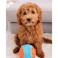 thumbnail image 2 of Chuckit! Indoor Ball Fetch Plush Ball Dog Toy, 2 of 9