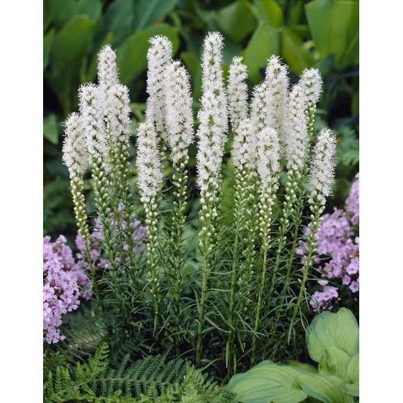 Tasc Flower Bulbs – Liatris Spicata ‘Alba’ Blazing Star Flower Bulb