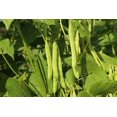 thumbnail image 3 of GSDWIUEW Premium Bush Bean Seeds for Planting-100+ Seeds for a Bountiful Vegetable Garden, 3 of 5