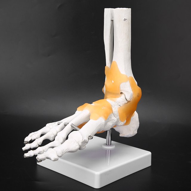 Khall Modèle de Pied Adulte Ligament Squelettique Humain Pied Cheville Enseignement Anatomique