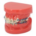 thumbnail image 3 of Metal Wires Teeth Model,Dental Model Metal Wires Metal Wires Dental Model Orthodontics Model Finest Materials, 3 of 14