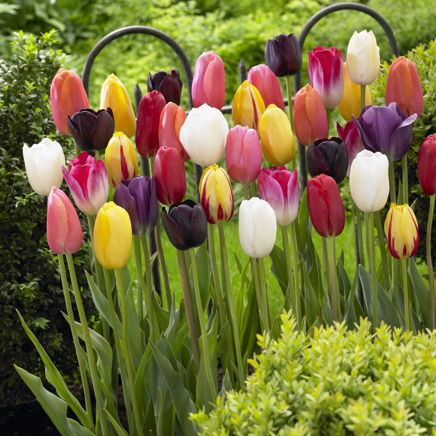 Tulip ‘Single Late’ Assorted Flower Bulbs – Perennial Spring-Blooming Tulip Bulbs