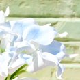 thumbnail image 4 of CHUANK 20pcs Artificial Calla Lily Silk Flowers 13.4” for Home Kitchen Wedding Table Decoration (White), 4 of 18