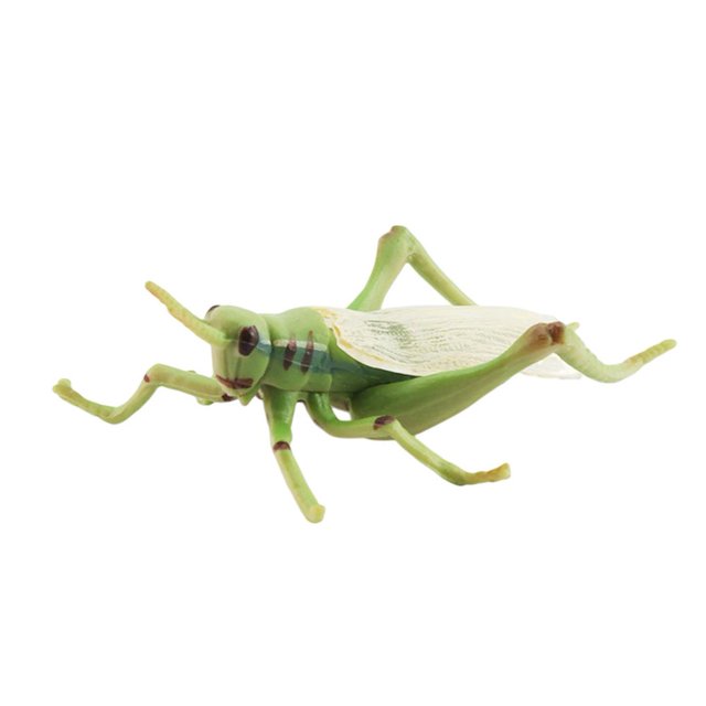 Décoration Modèle de Libellule Grenouille Écologique Insecte Coléoptère Statue Modèle Décoration de Bureau