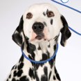 thumbnail image 5 of Dog Training Leash Slip with P Ring Control Reflective Pet Leash for Obedience 1.2m-2m Adjustable Length Automatic Loosening Easy Clean Nylon, 5 of 5