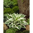 thumbnail image 1 of TASC Flower Bulbs - Hosta Patriot Perennial, 1 of 2