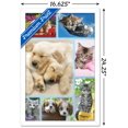thumbnail image 2 of Keith Kimberlin - Collage de chiots et de chatons, 2 of 4