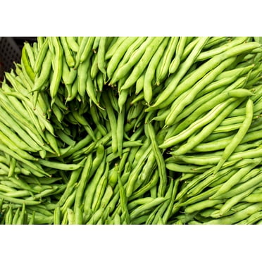 Provider Bush Bean Seeds