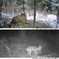 thumbnail image 4 of Carte Mémoire 32 Go Incluse : Caméra de Sentier Infrarouge 1080P 20MP avec Vision Nocturne de 65 Pieds, Vitesse de Déclenchement de 0,3s, Étanchéité IP65, Design Camouflage ABS pour la Chasse à la Faune, Surveillance d'Entrepôt et Maison, 4 of 6