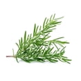 thumbnail image 2 of MOOI Rosemary essential oil 10ml, 2 of 2