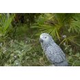 thumbnail image 5 of Décoration de Jardin Statue d'Animal Perroquet Gabon Gris sur Souche, 5 of 5