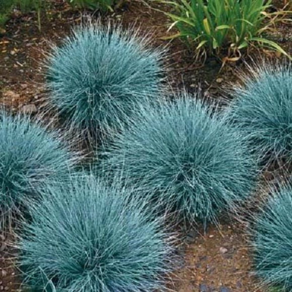 100 Graines de Fétuque Bleue de Mouton Fesnea Ovina Glauca Aestivum