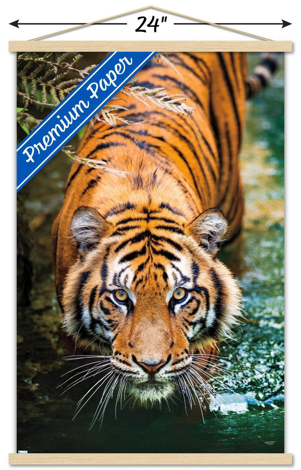 Tiger - Water Wall Poster