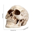thumbnail image 3 of Todaioua Resin Skull, Human Head Model for Home Decoration, Halloween Statue, Skull Model for Bookshelf and Desktop, 3 of 7
