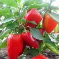 thumbnail image 3 of HJADGG Graines Poivron Doux Rouge Géant Non OGM Légume d'Héritage pour la Plantation, 3 of 8