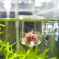 thumbnail image 3 of Mangeoire Rouge Transparente pour Aquarium avec Ventouse, Gobelet d'Alimentation pour Poisson, Contenant Accessoire, Mangeoires Automatiques, Mangeoire pour Poisson, 3 of 8