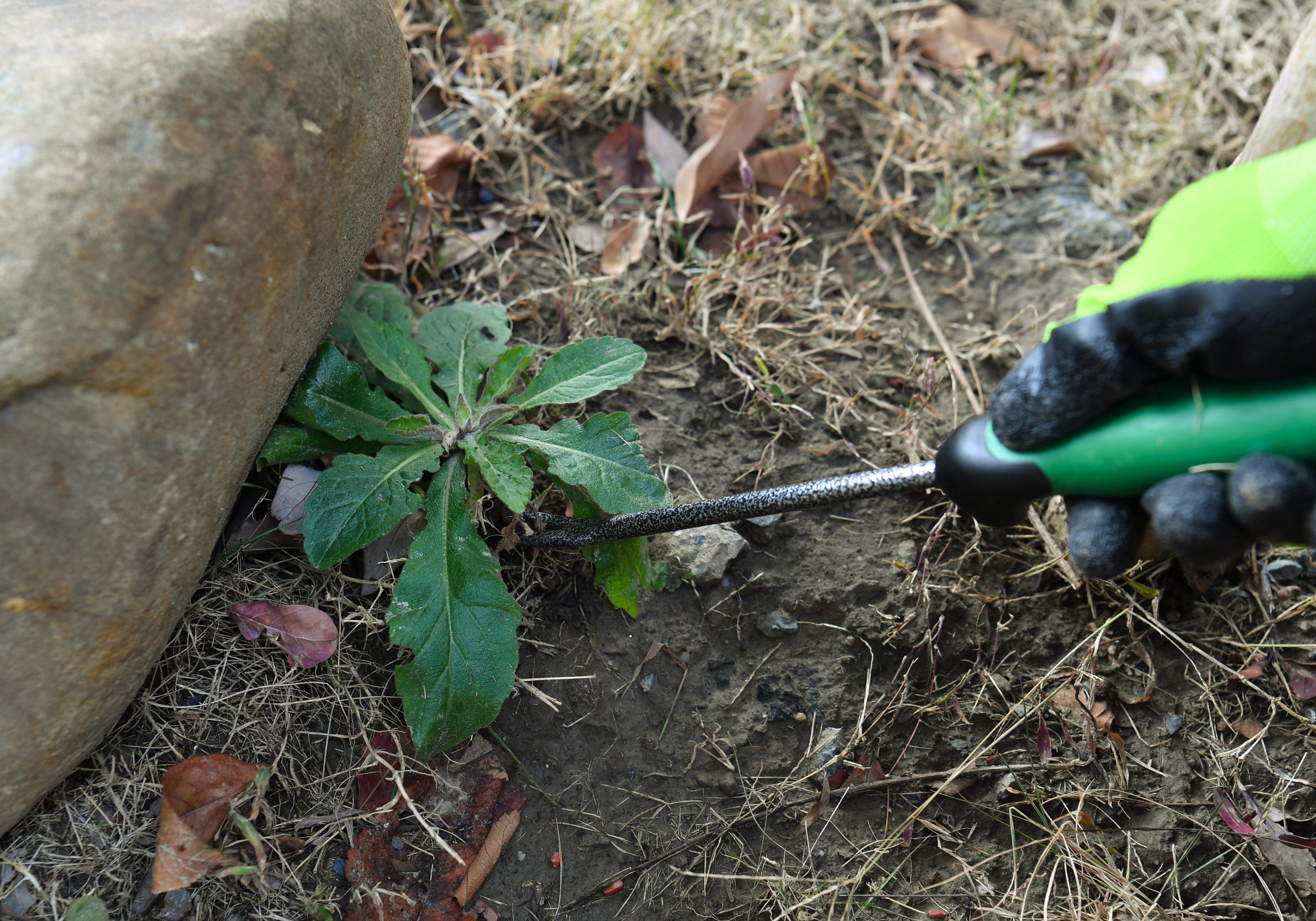 Expert Gardener Steel Hand Weeder