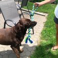 thumbnail image 5 of Dogit Knotted Rope Dog Toy, Multi-Coloured 3-Knot Looped Tug, 71 cm (28in), 5 of 5