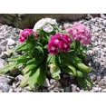 thumbnail image 1 of GSDWIUEW Dianthus- Sweet William Mix (Dianthus Barbatus)-200 seeds, 1 of 1