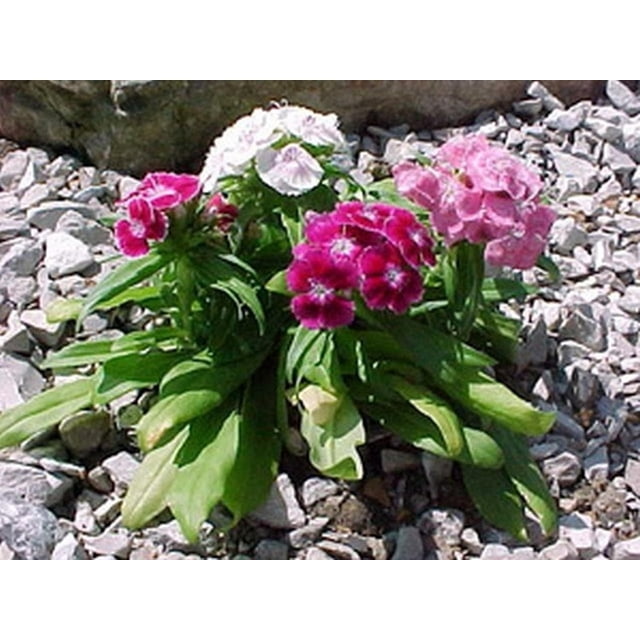 GSDWIUEW Dianthus- Sweet William Mix (Dianthus Barbatus)-200 seeds