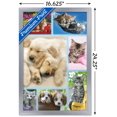 thumbnail image 2 of Keith Kimberlin - Collage de chiots et de chatons, 2 of 4