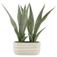 thumbnail image 1 of BOUCLAIR Plante Artificielle avec pot ovale, 1 of 6